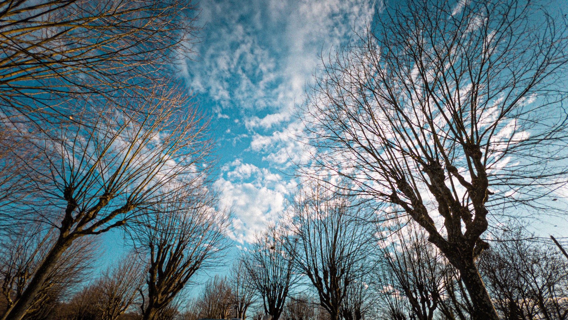 Die Äste der Weiden strecken sich dem Himmel entgegen, wo kleine Wölkchen uu sehen sind