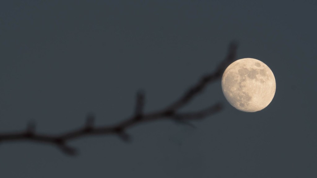 Vollmond mit einem unscharfen Ast im Vordergrund