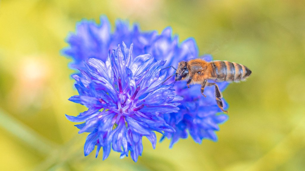 Eine Honigbiene auf einer blauen Blüte