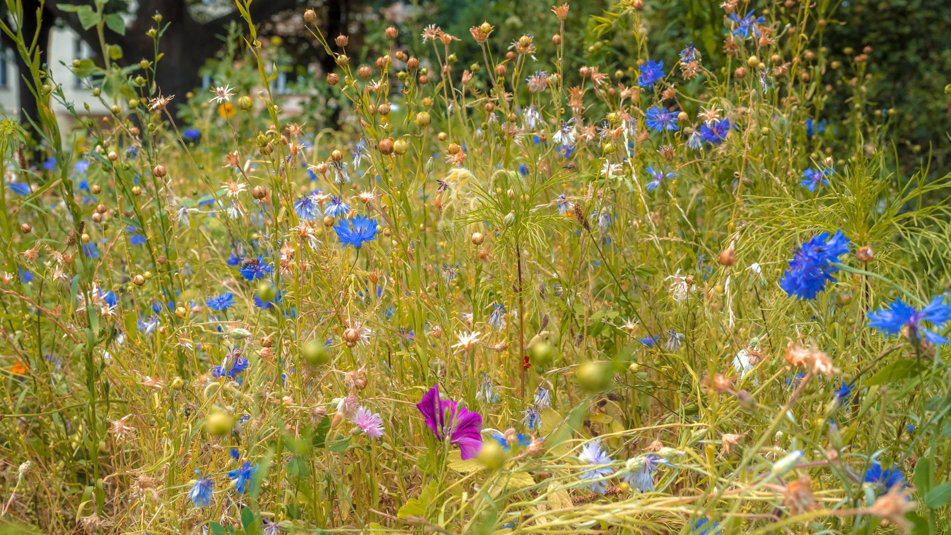Eine Wildblumenwiese
