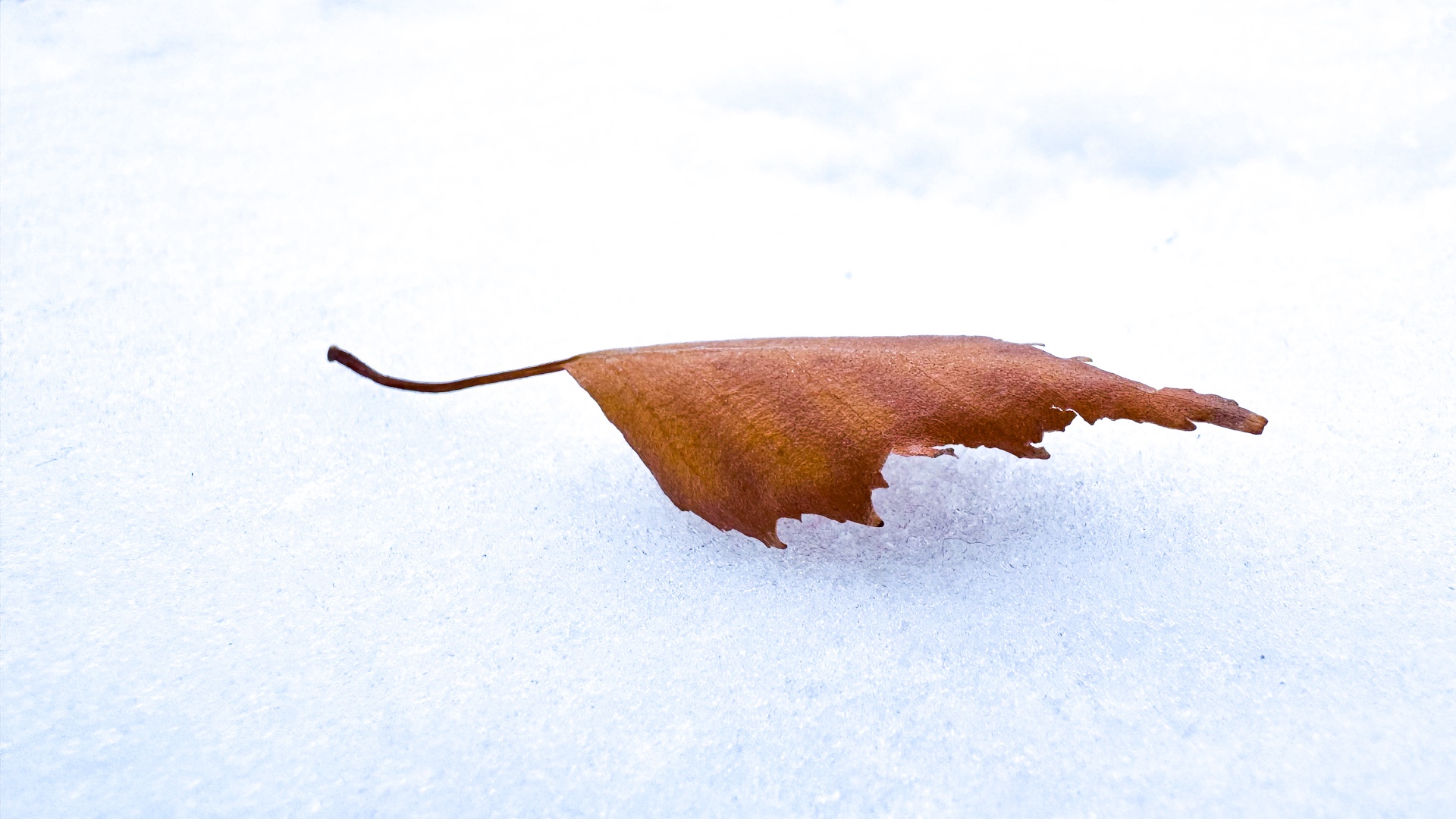 Braunes Herbstblatt auf weißem Schnee