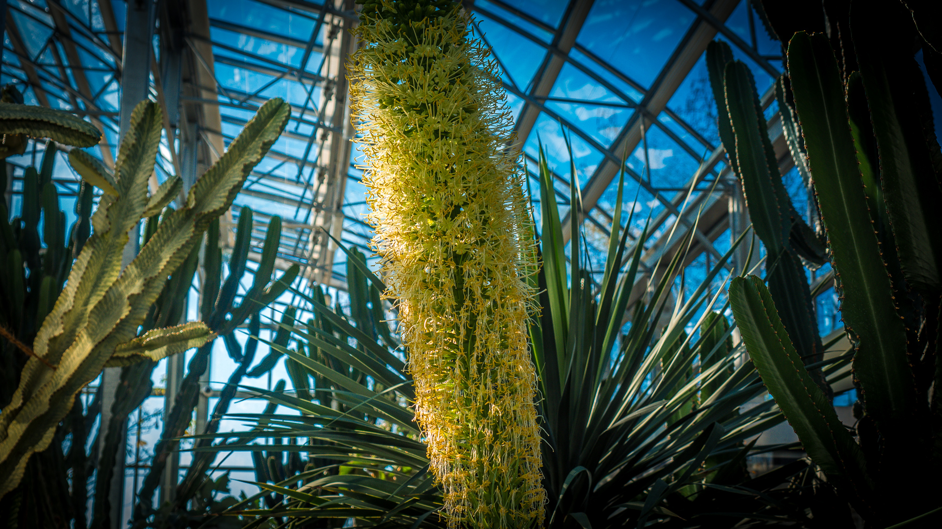 Agave in der Blüte im Kakteenhaus in Überlingen