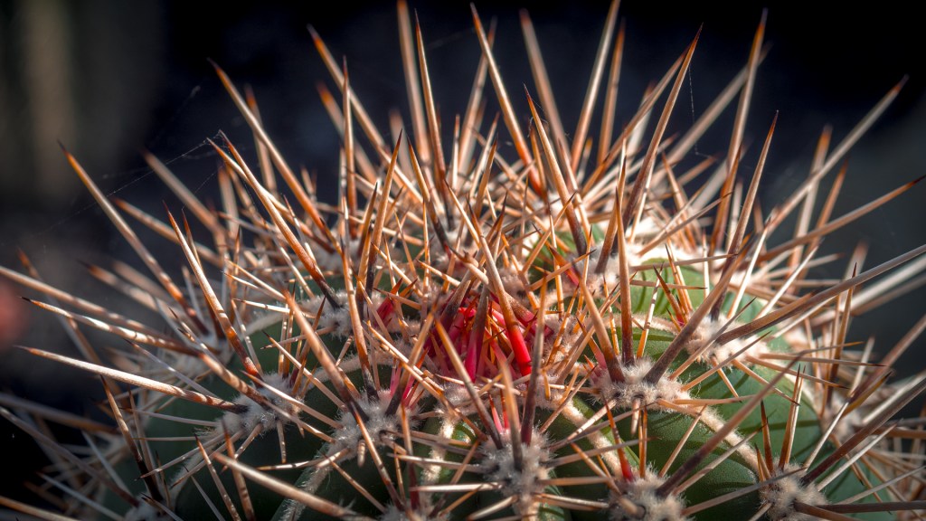 Kaktus aus dem Überlinger Kakteenhaus