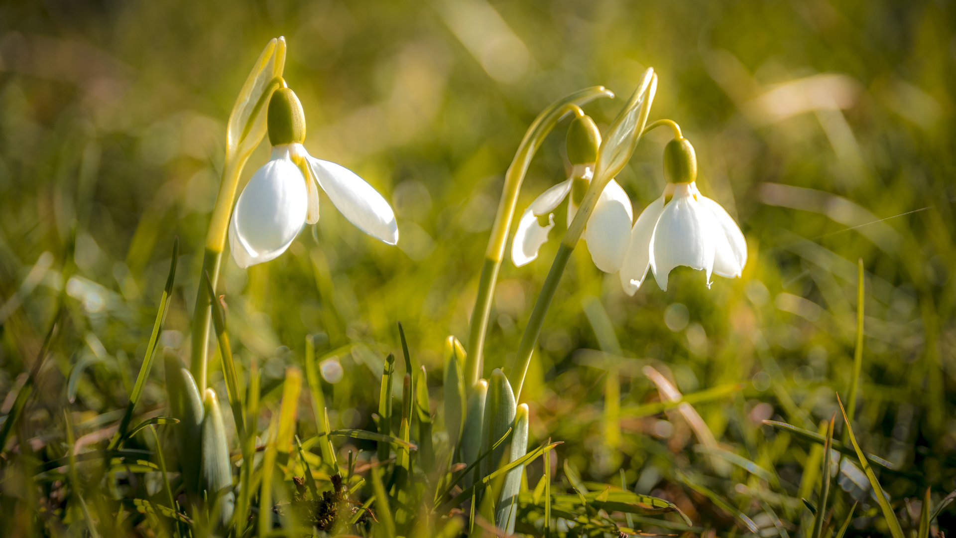 Schneeglöckchen auf einer Wiese