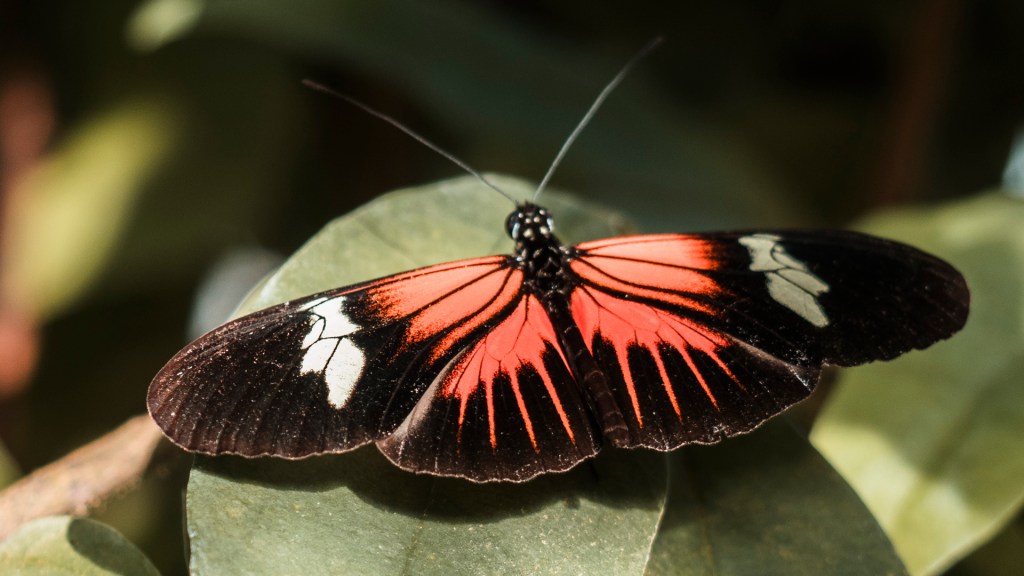 Ein Schmetterling von der Insel Mainau