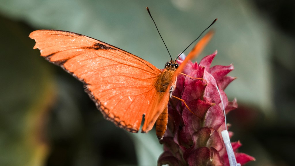 Ein Schmetterling von der Insel Mainau