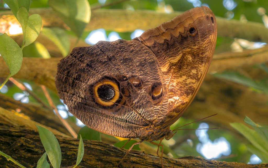Ein Schmetterling von der Insel Mainau