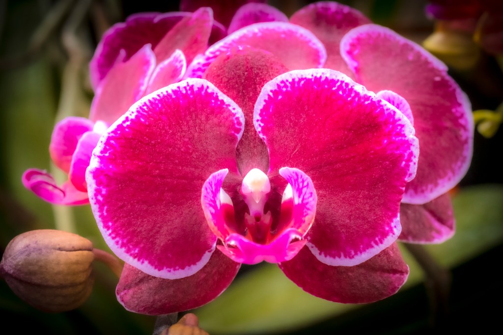 Orchideenausstellung im Palmenhaus auf der Insel Mainau