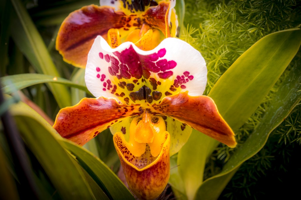 Orchideenausstellung im Palmenhaus auf der Insel Mainau