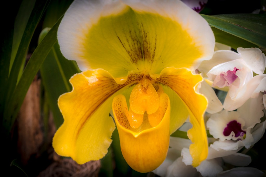 Orchideenausstellung im Palmenhaus auf der Insel Mainau