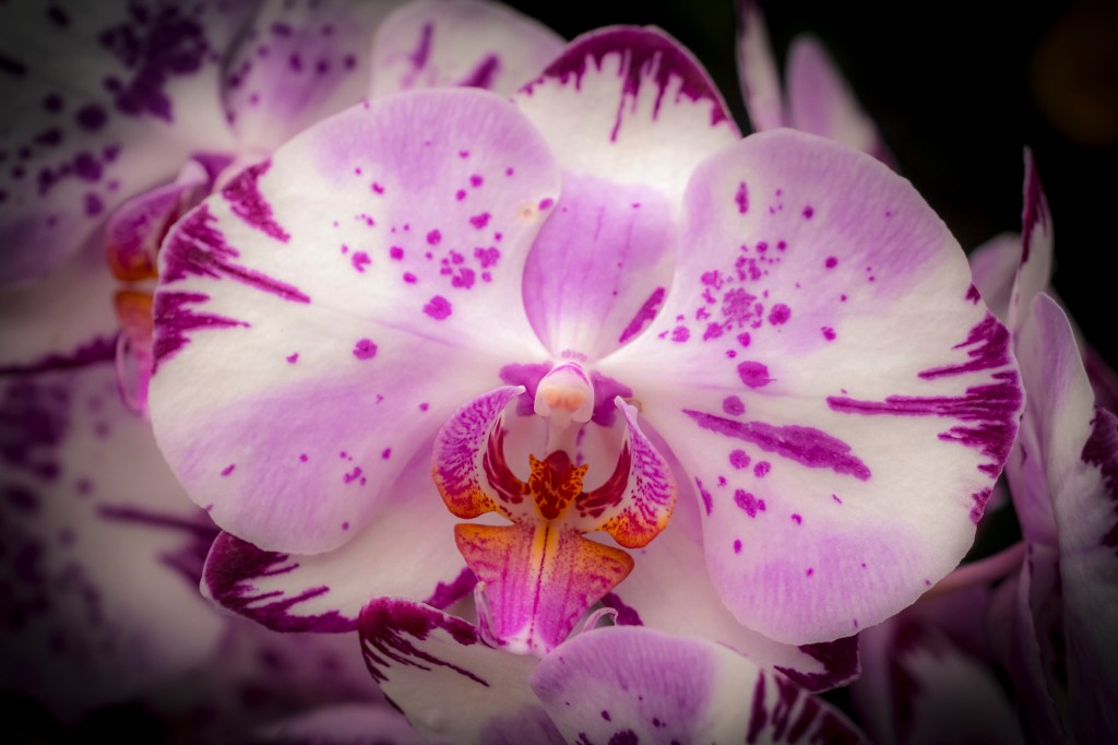 Orchideenausstellung im Palmenhaus auf der Insel Mainau