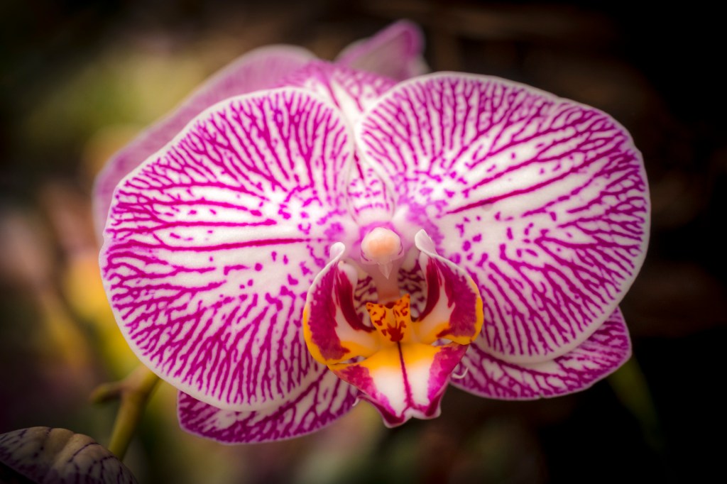 Orchideenausstellung im Palmenhaus auf der Insel Mainau