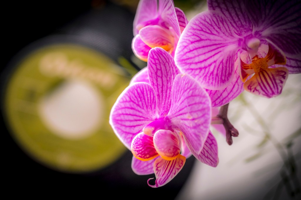 Orchideenausstellung im Palmenhaus auf der Insel Mainau