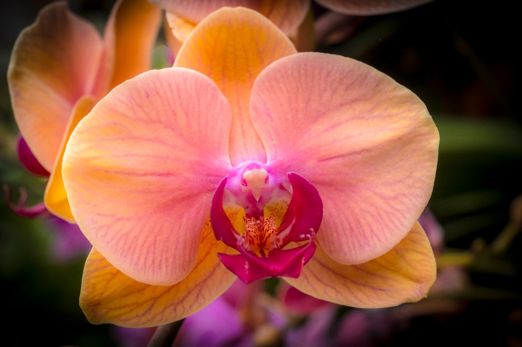 Orchideenausstellung im Palmenhaus auf der Insel Mainau