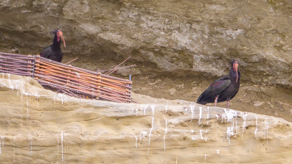 Zwei Waldrappen in den Molassefelsen in Überlingen-Goldbach