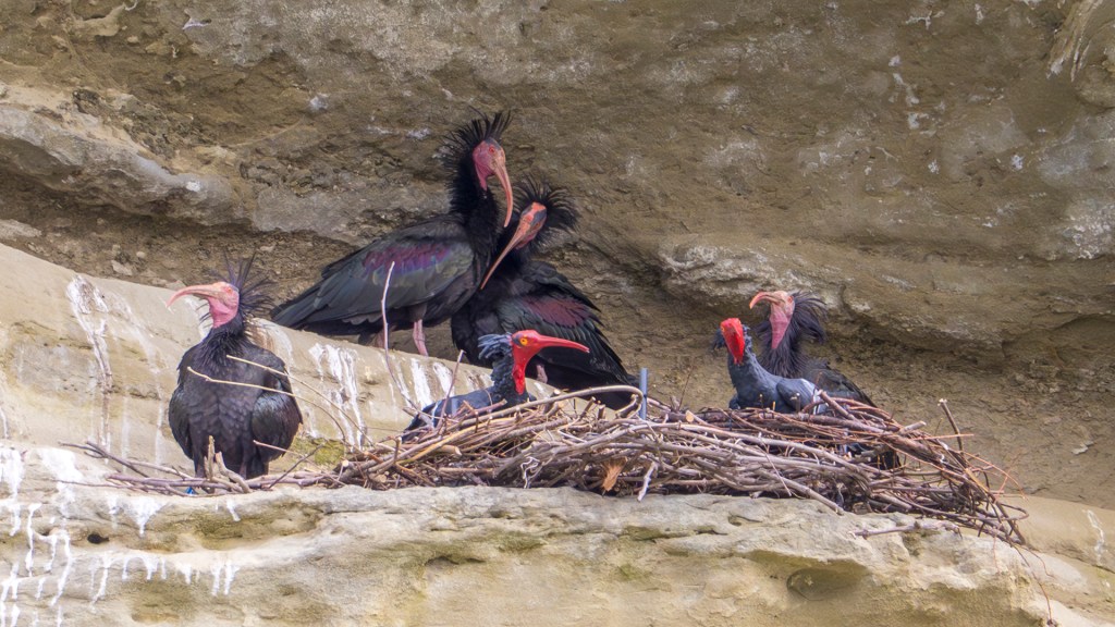 Echte Waldrappen am Nest der künstlichen Waldrappen