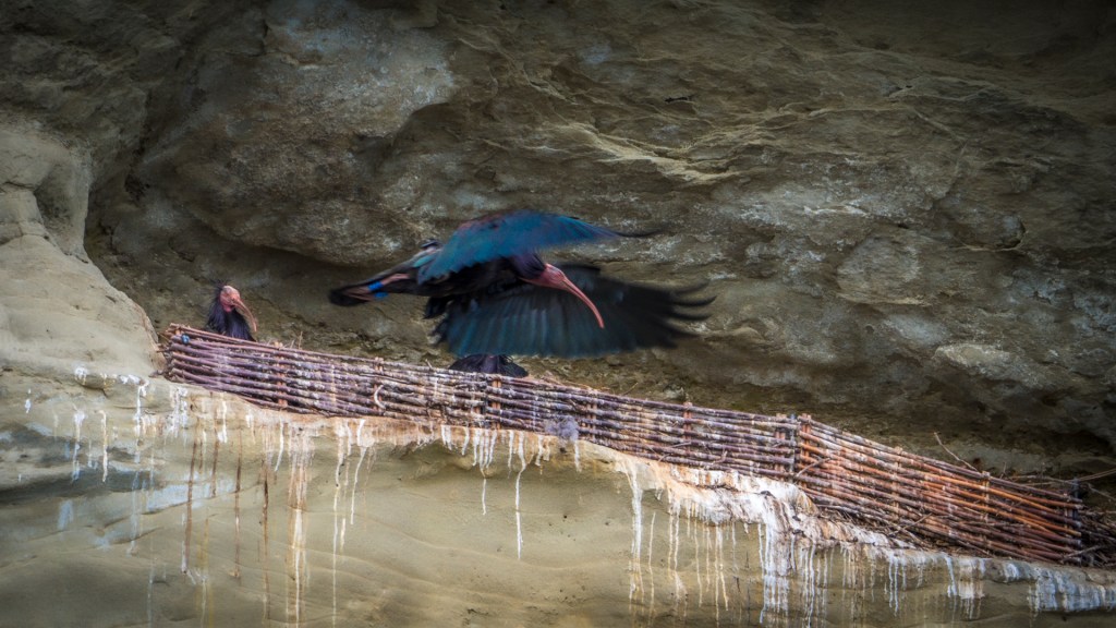 Waldrappen in Überlingen