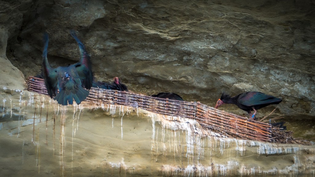 Waldrappen in Überlingen