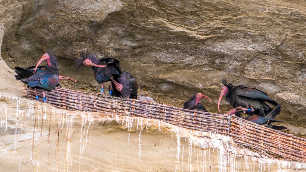 Waldrappen in Überlingen