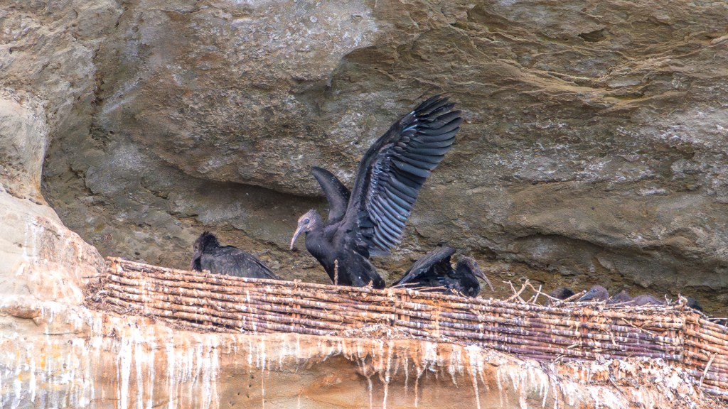 Waldrappen bei Überlingen