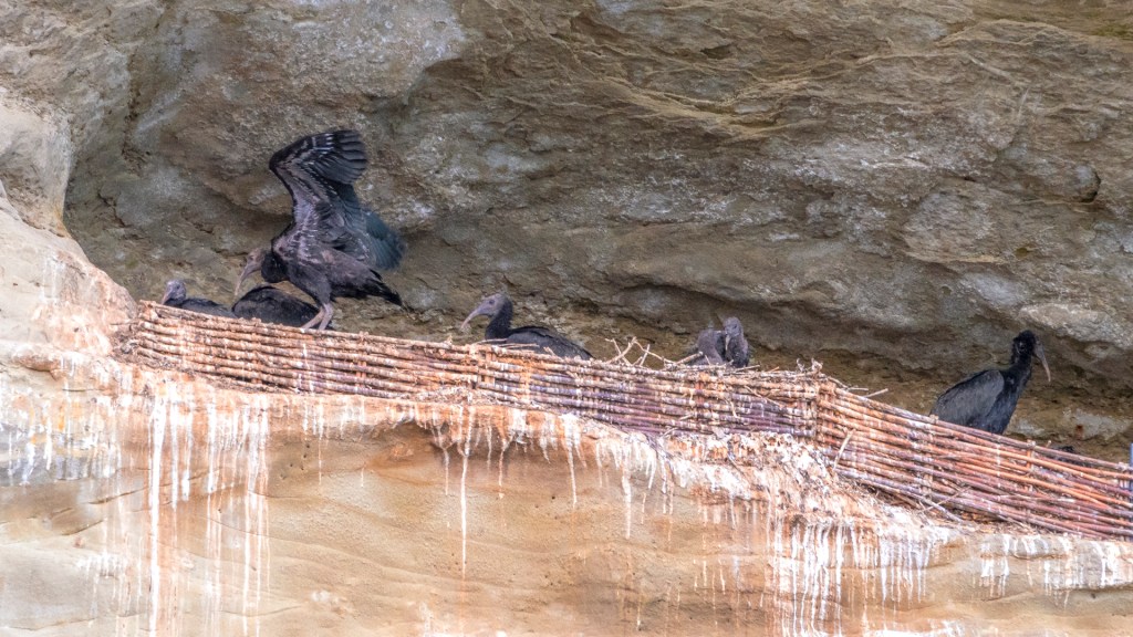 Waldrappen bei Überlingen