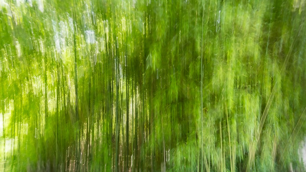 Bambuswald auf der Insel Mainau (ICM)