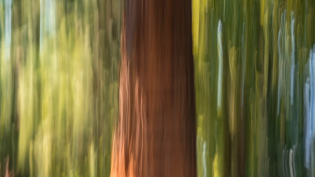 Mammutbaum auf der Insel Mainau (ICM)