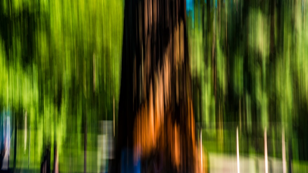 Mammutbaum auf der Insel Mainau (ICM)