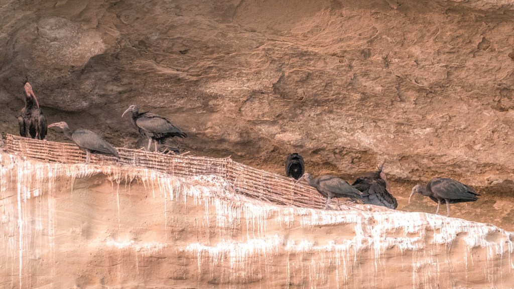 Waldrappnachwuchs in Überlingen