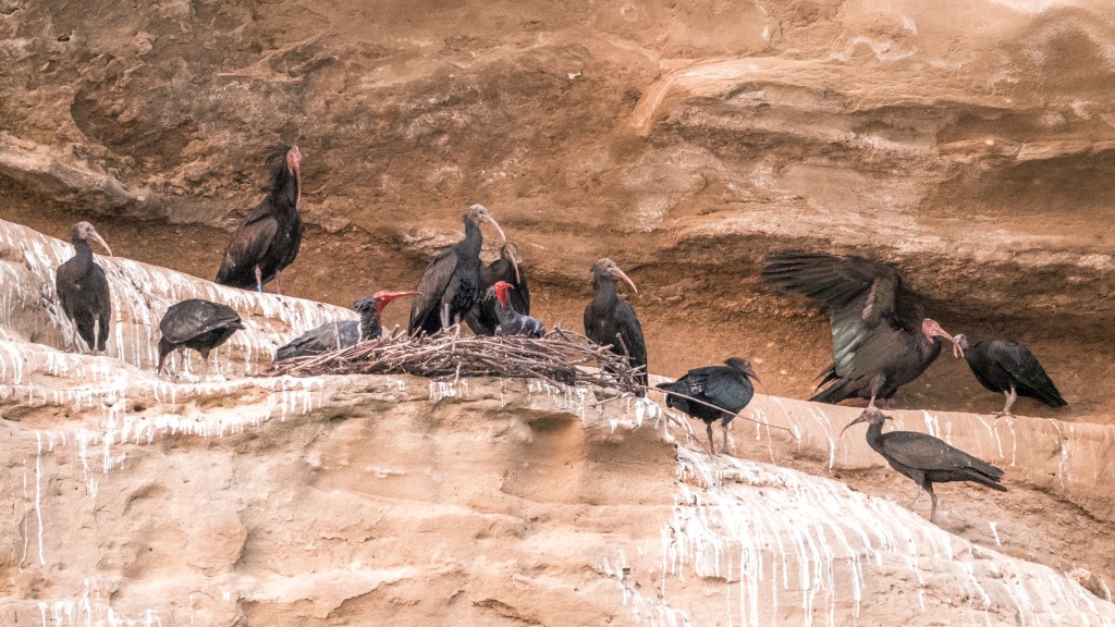 Waldrappe im Katharinenfelsen in Überlingen