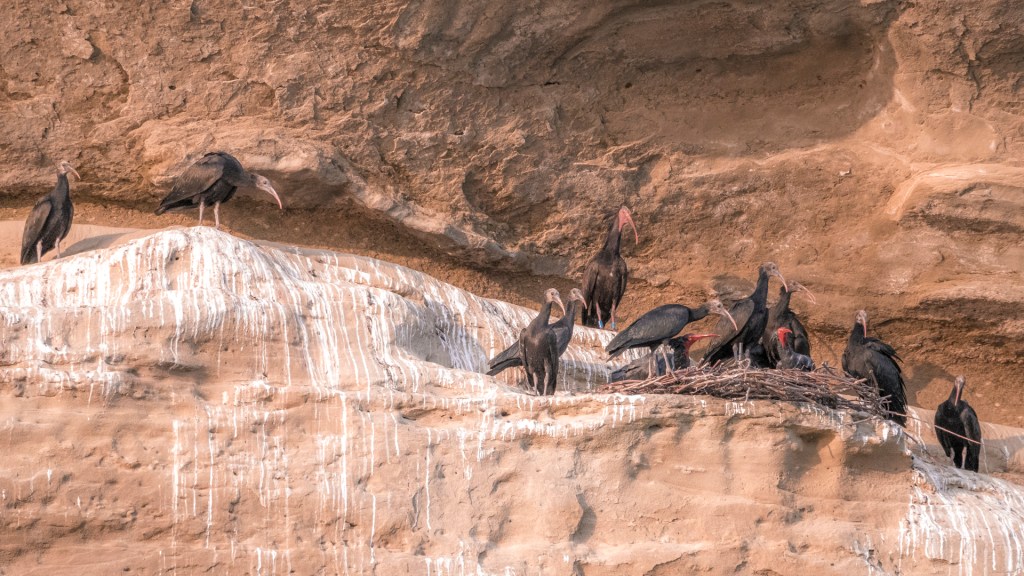 Waldrappe in Überlingen