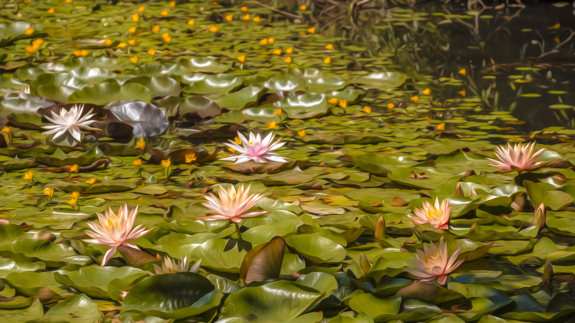 Seerosenteich auf der Insel Mainau