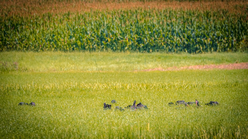 Waldrappkolonie am Bodensee