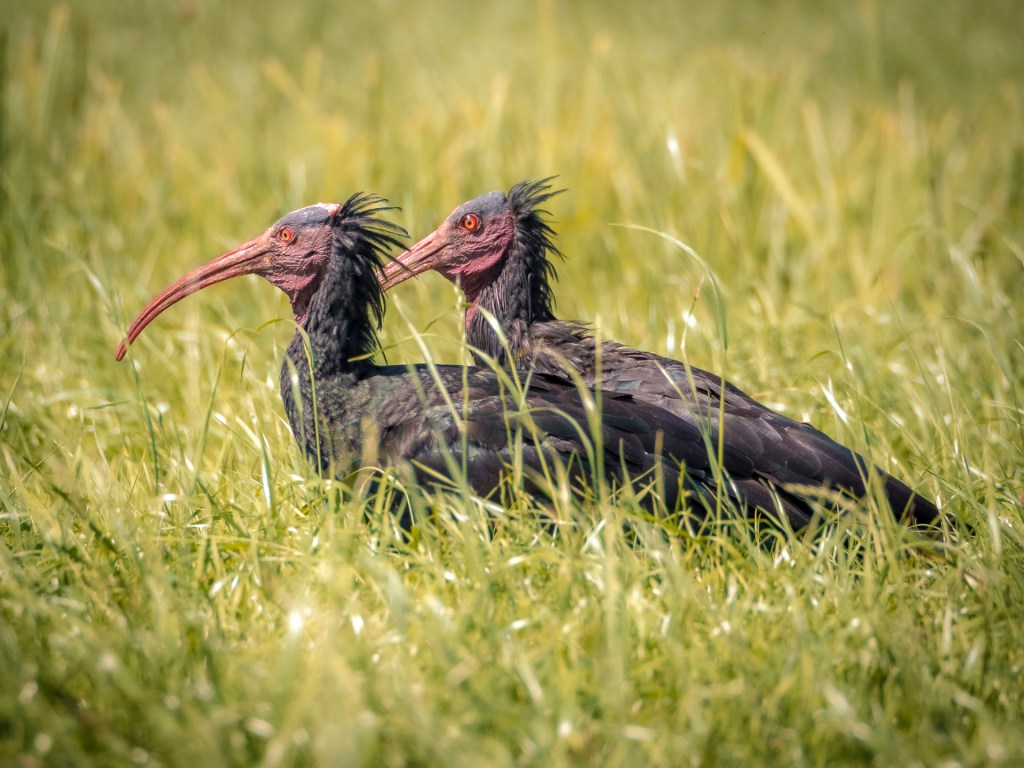 Waldrappkolonie am Bodensee