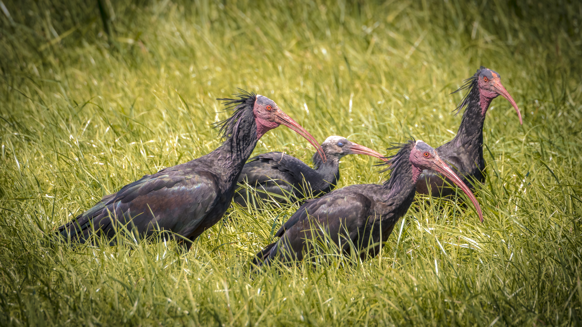 Waldrappkolonie am Bodensee