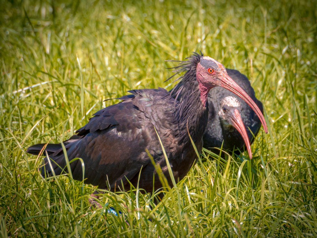 Waldrappkolonie am Bodensee