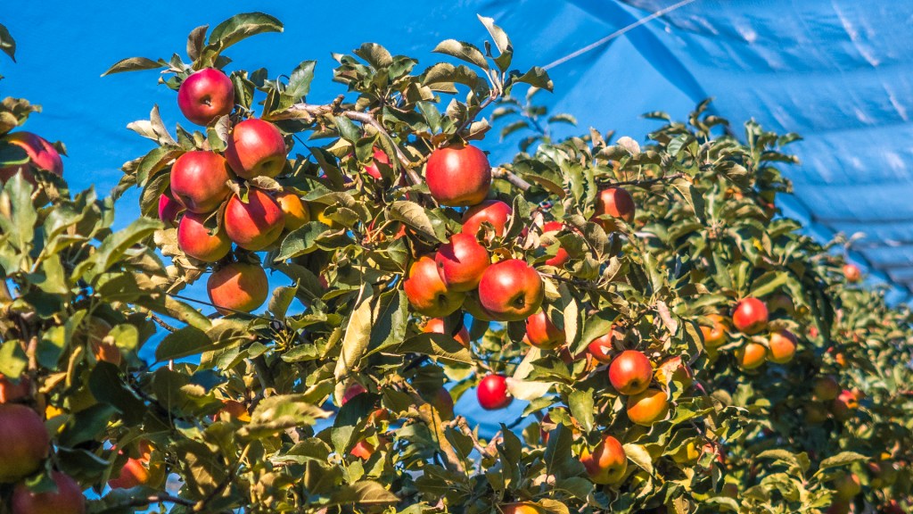 Rote Äpfel in einer Plantage