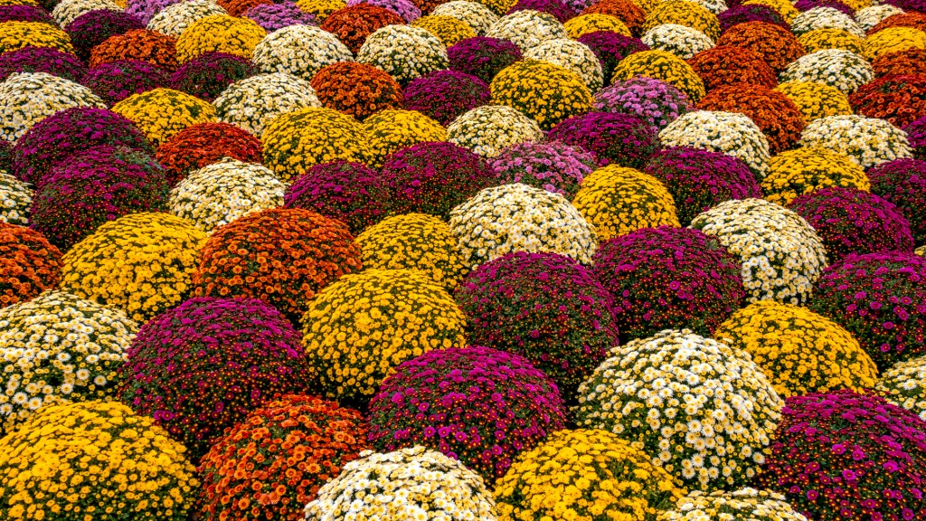 Chrysanthemenkugeln auf der Insel Mainau