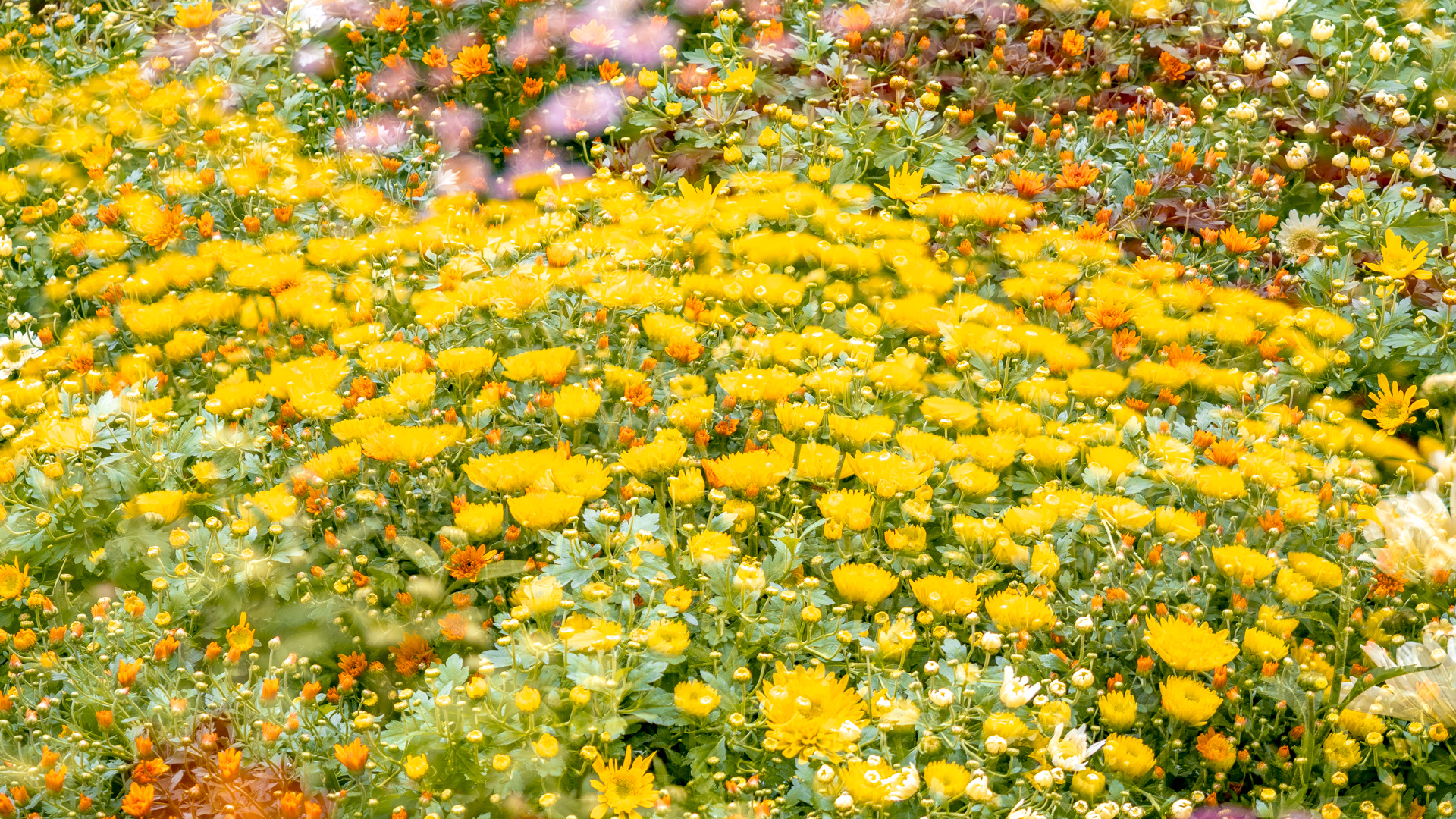 Chrysanthemen mit Doppelbelichtung