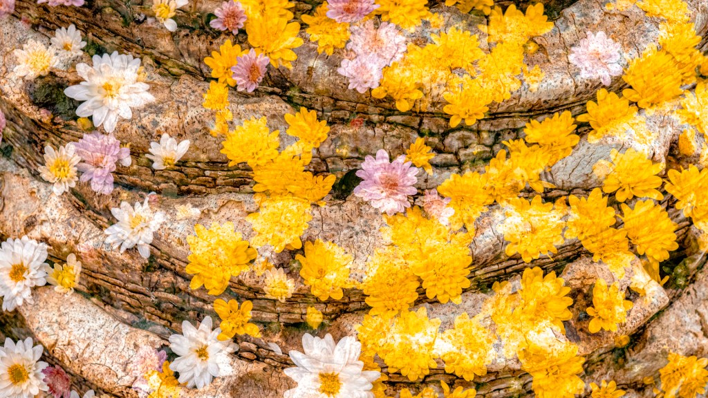 Chrysanthemen auf Holz in Doppelbelichtung