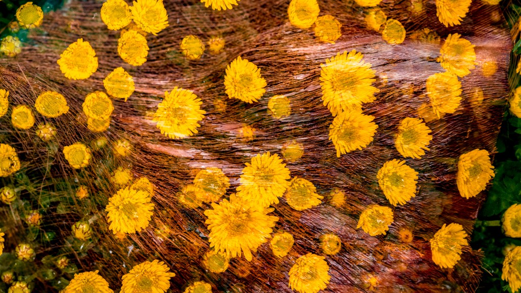 Chrysanthemen mit Holz in Doppelbelichtung
