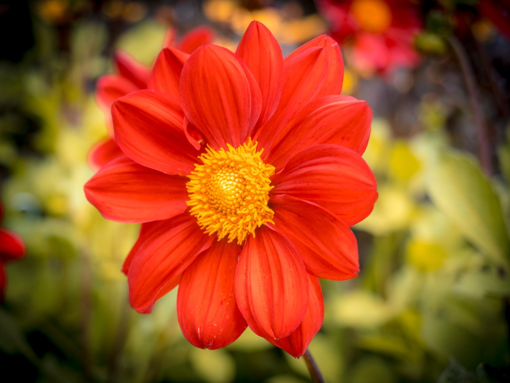 Dahlienblüte auf der Insel Mainau