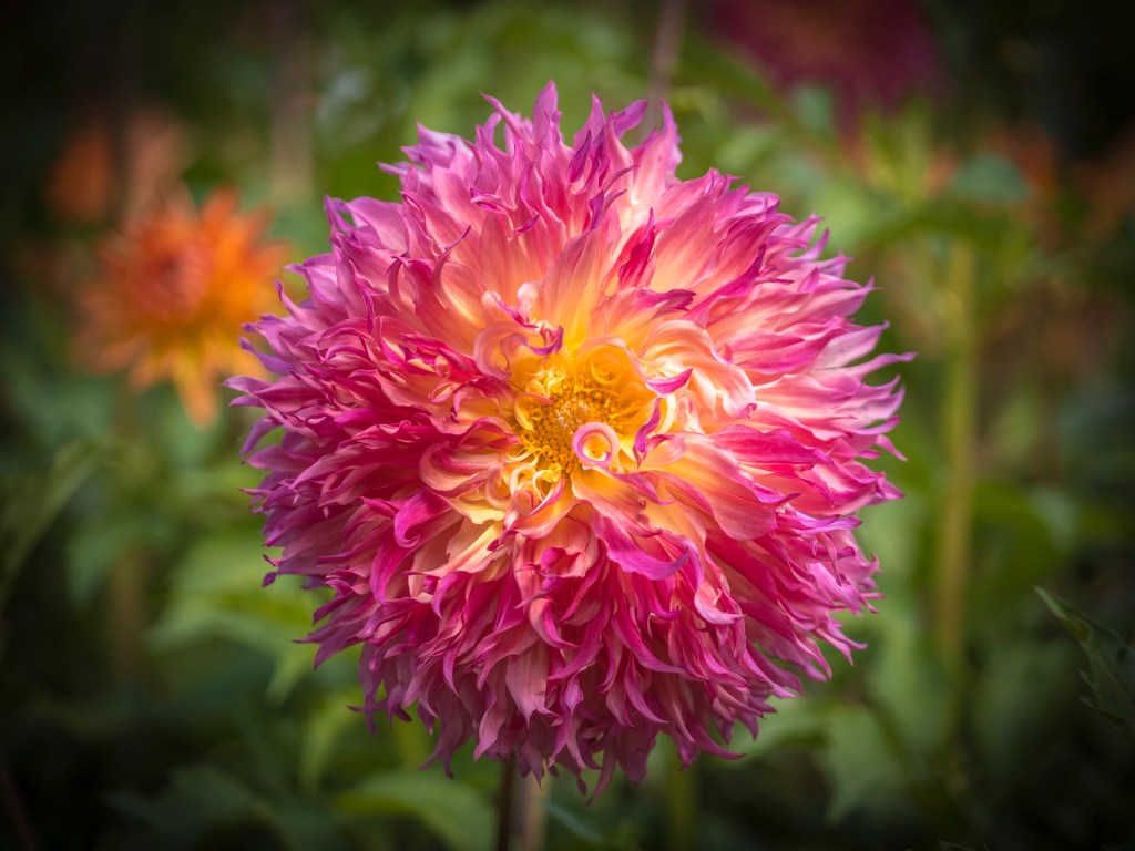 Dahlienblüte auf der Insel Mainau
