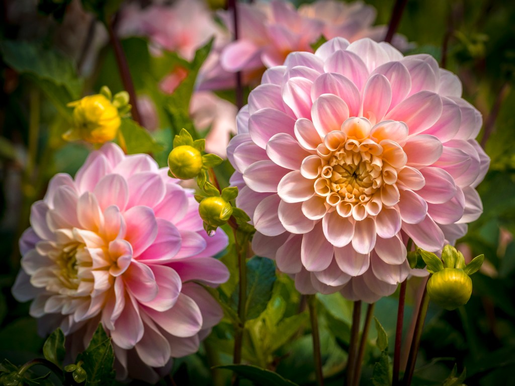 Dahlienblüte auf der Insel Mainau