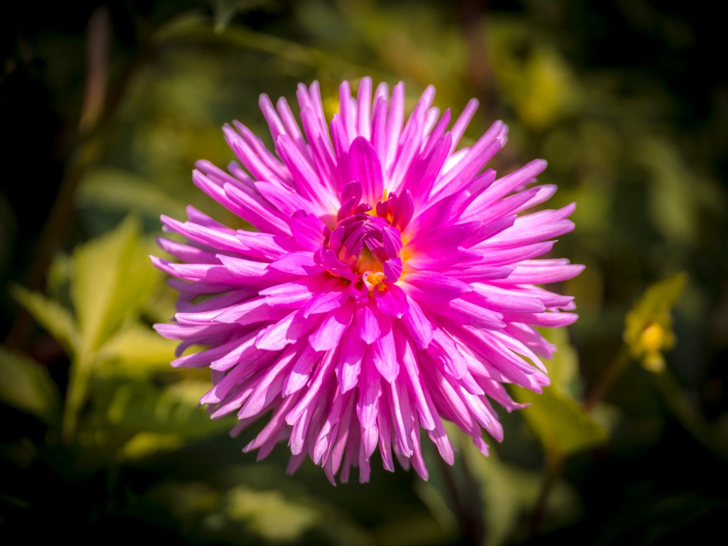 Dahlienblüte auf der Insel Mainau