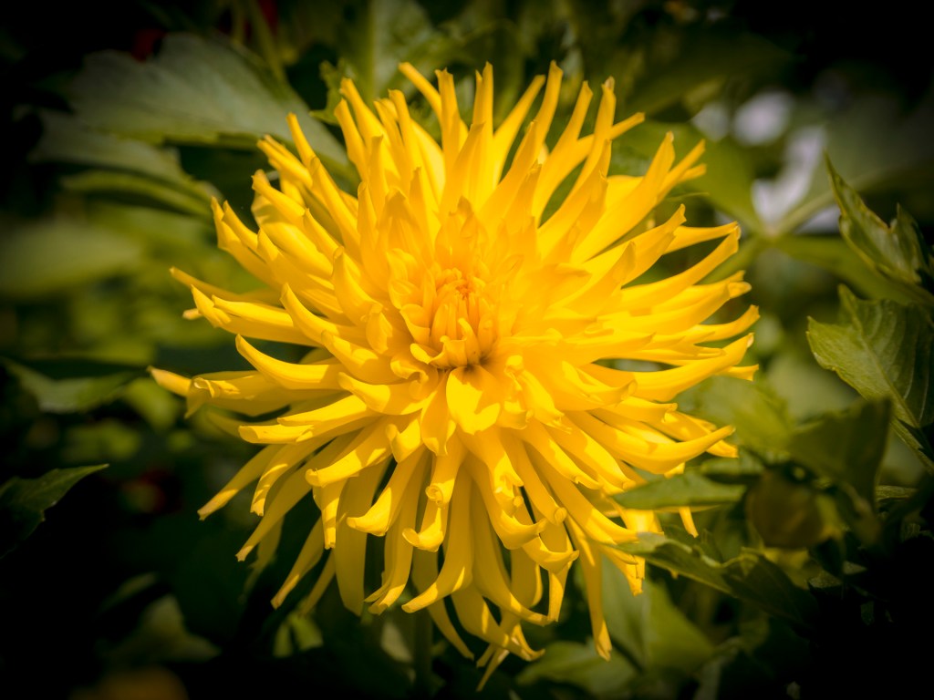 Dahlienblüte auf der Insel Mainau