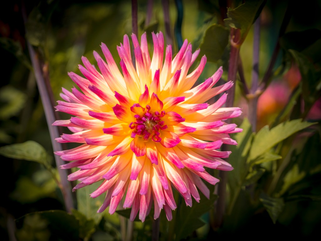 Dahlienblüte auf der Insel Mainau