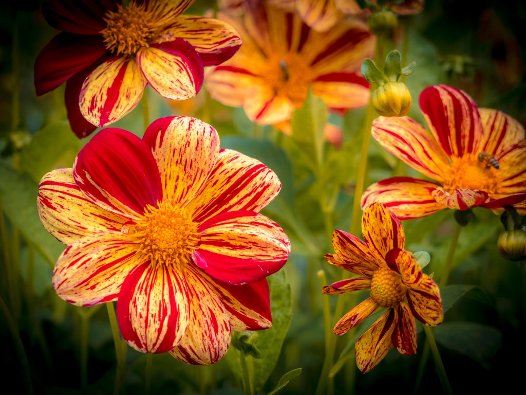 Dahlienblüten auf der Insel Mainau