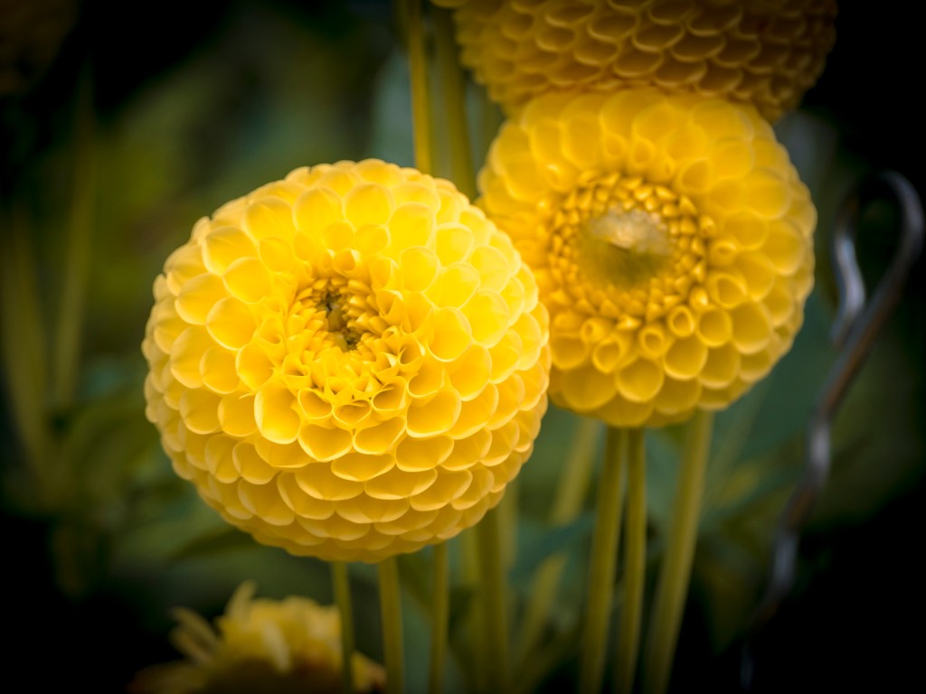Dahlienblüte auf der Insel Mainau