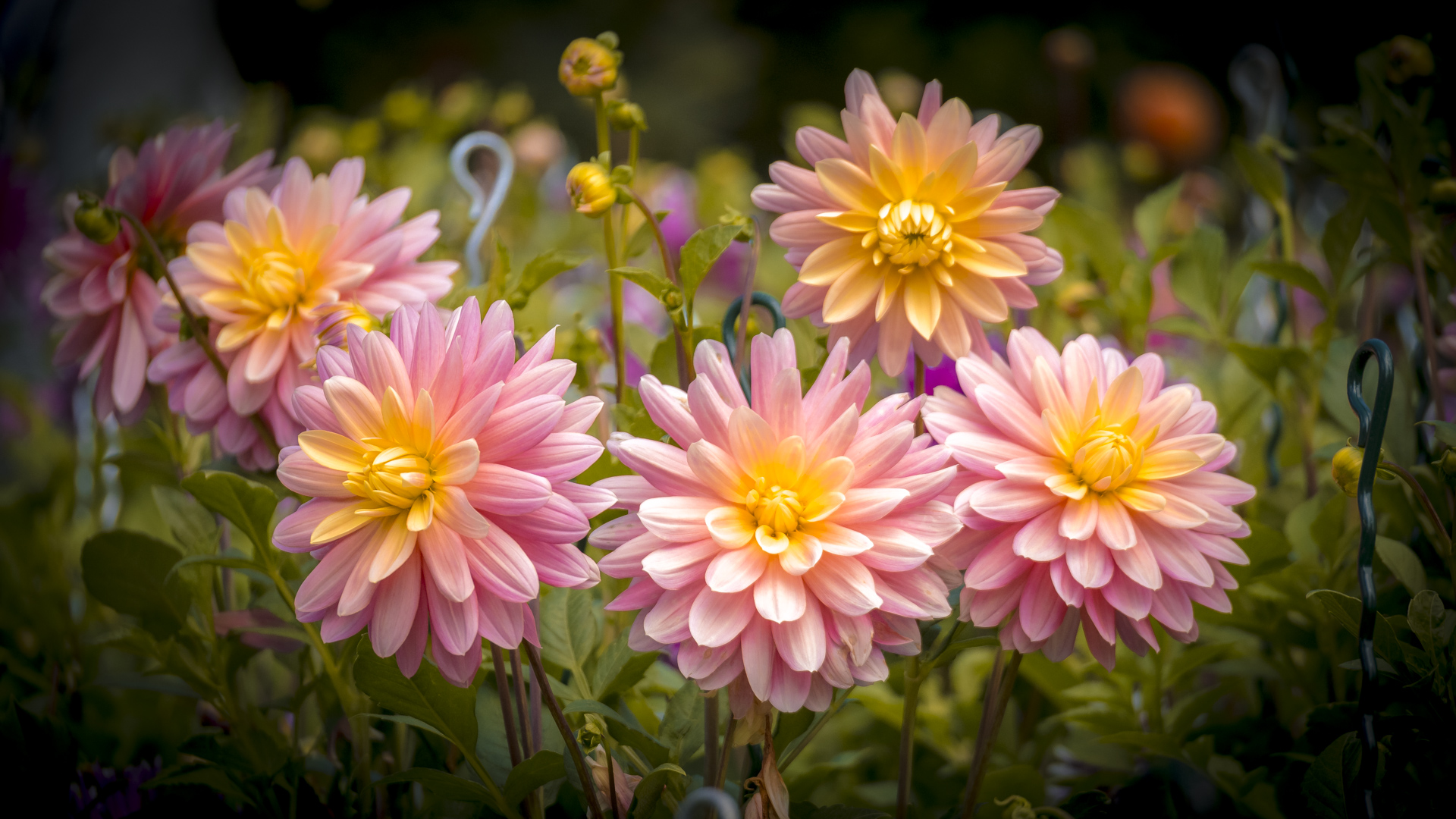 Dahlienblüte auf der Insel Mainau
